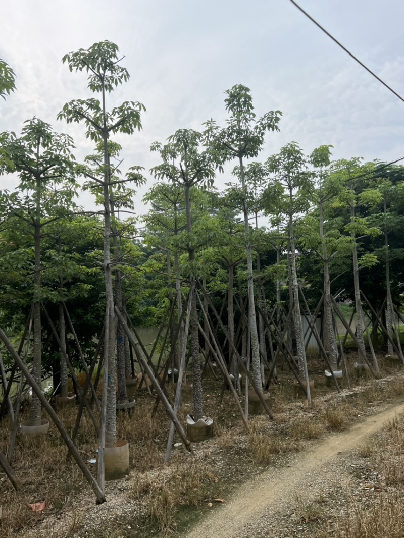 本地木棉10-12-18-25公分，大量现货供应产地直发