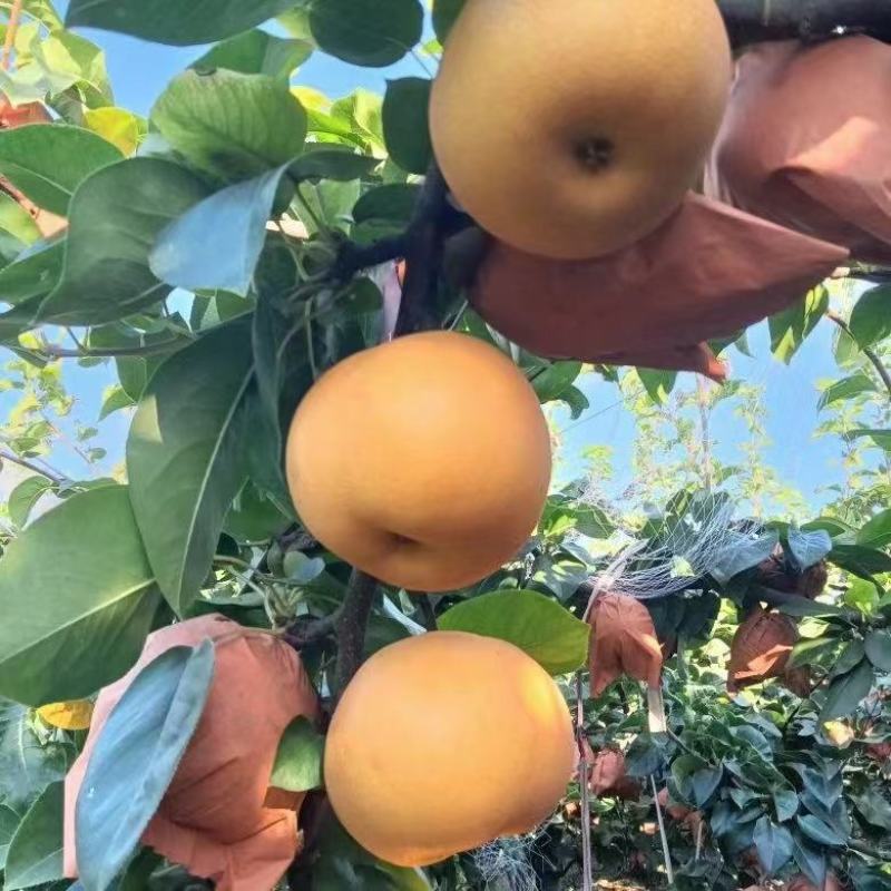 【牛商推荐】砀山秋月梨蜜梨糖分高果型正对接商超市场