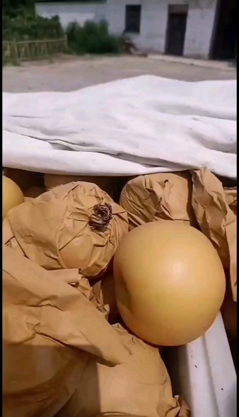 【牛商推荐】砀山秋月梨蜜梨糖分高果型正对接商超市场