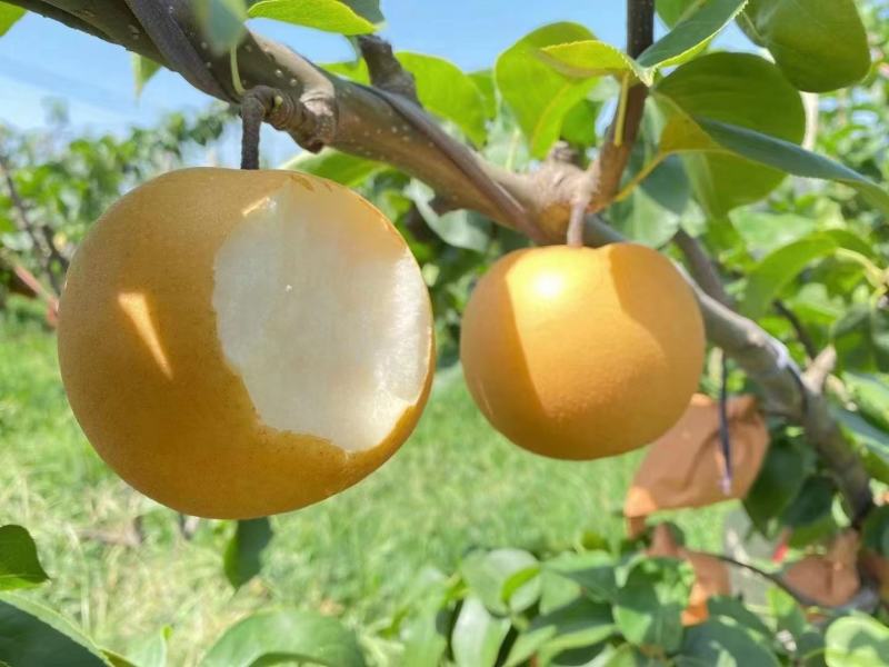 【牛商推荐】砀山秋月梨蜜梨糖分高果型正对接商超市场