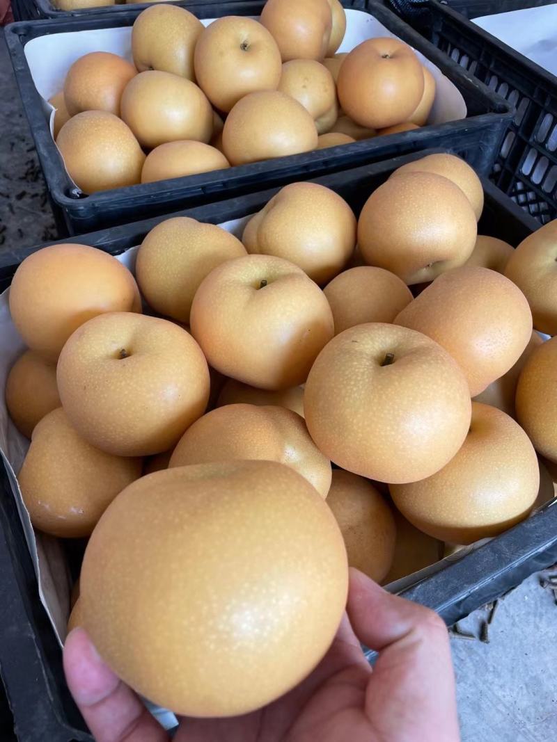 【牛商推荐】砀山秋月梨蜜梨糖分高果型正对接商超市场