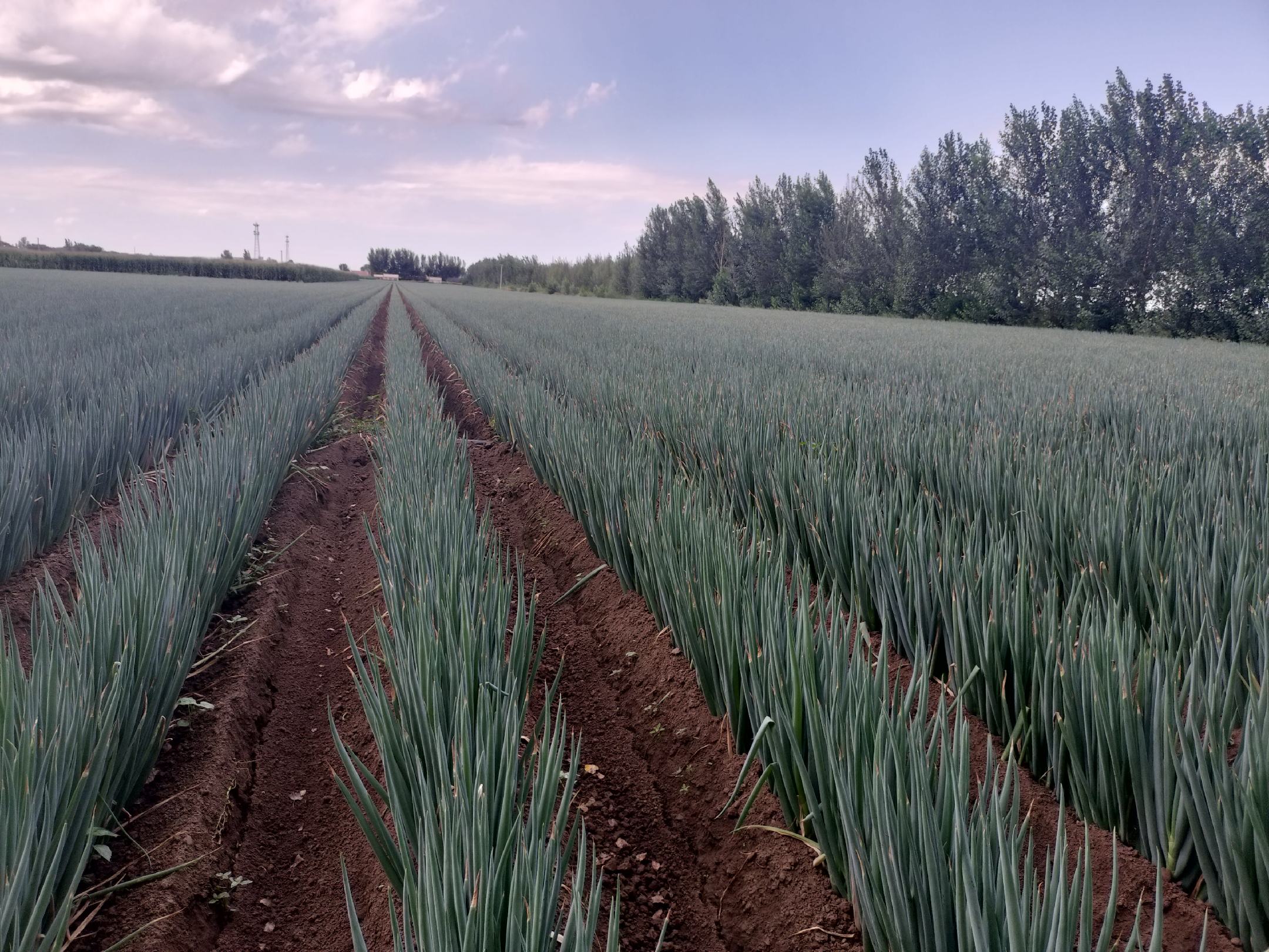 新铁杆大葱田间生长实景图