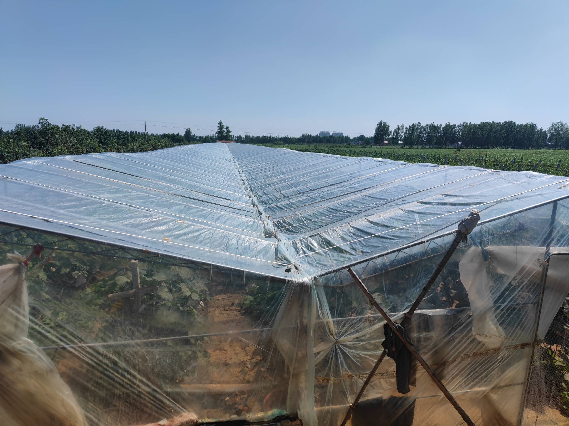 温室大棚种植葡萄