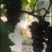 巨峰葡萄
