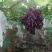 甜蜜蓝宝石