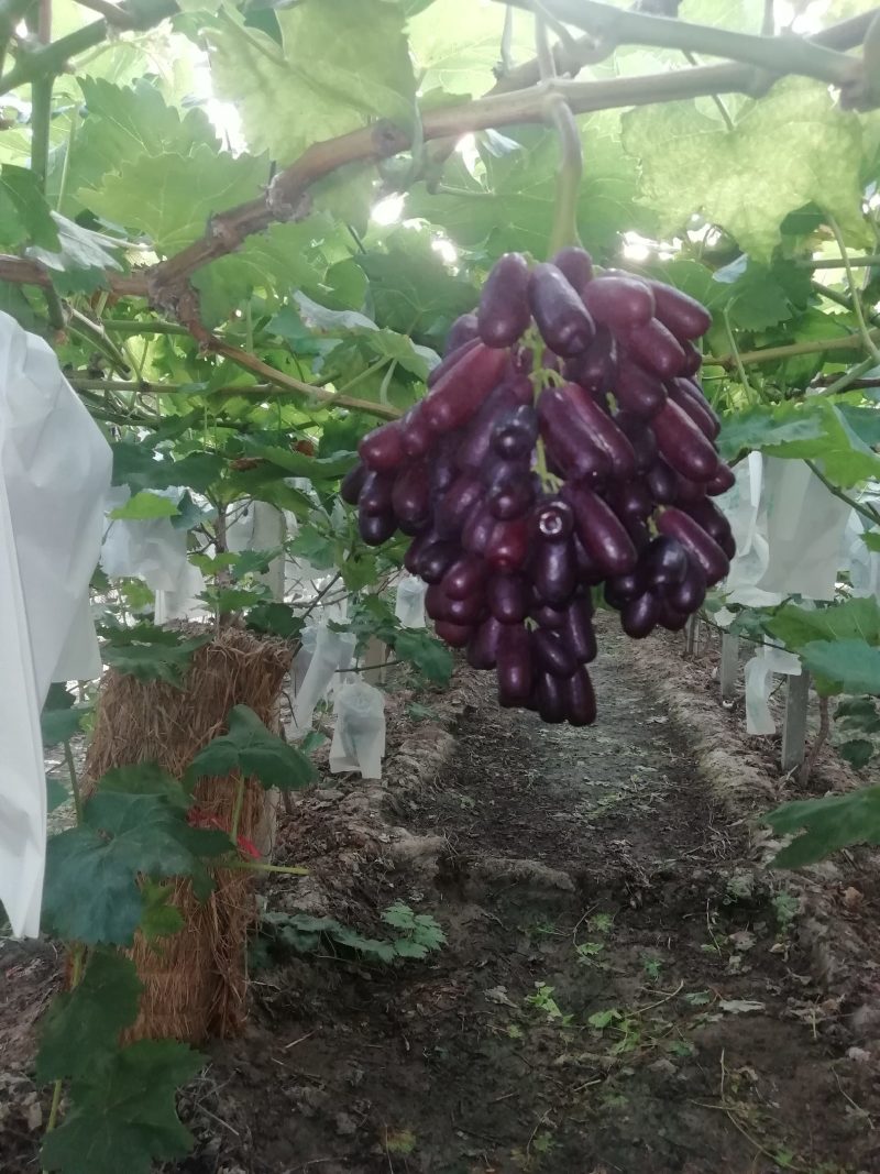 甜蜜蓝宝石