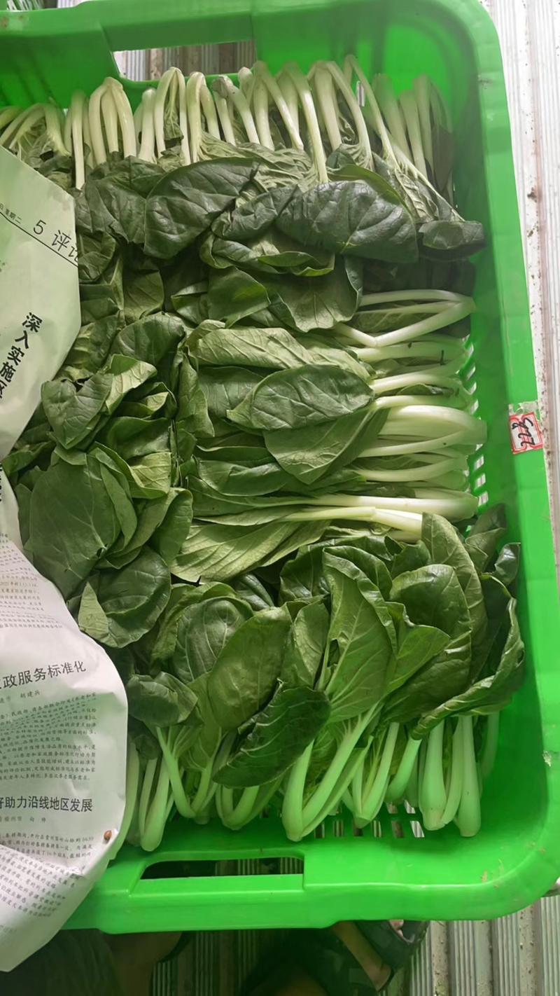优质精品广东小白菜产地直发保质保量欢迎订购