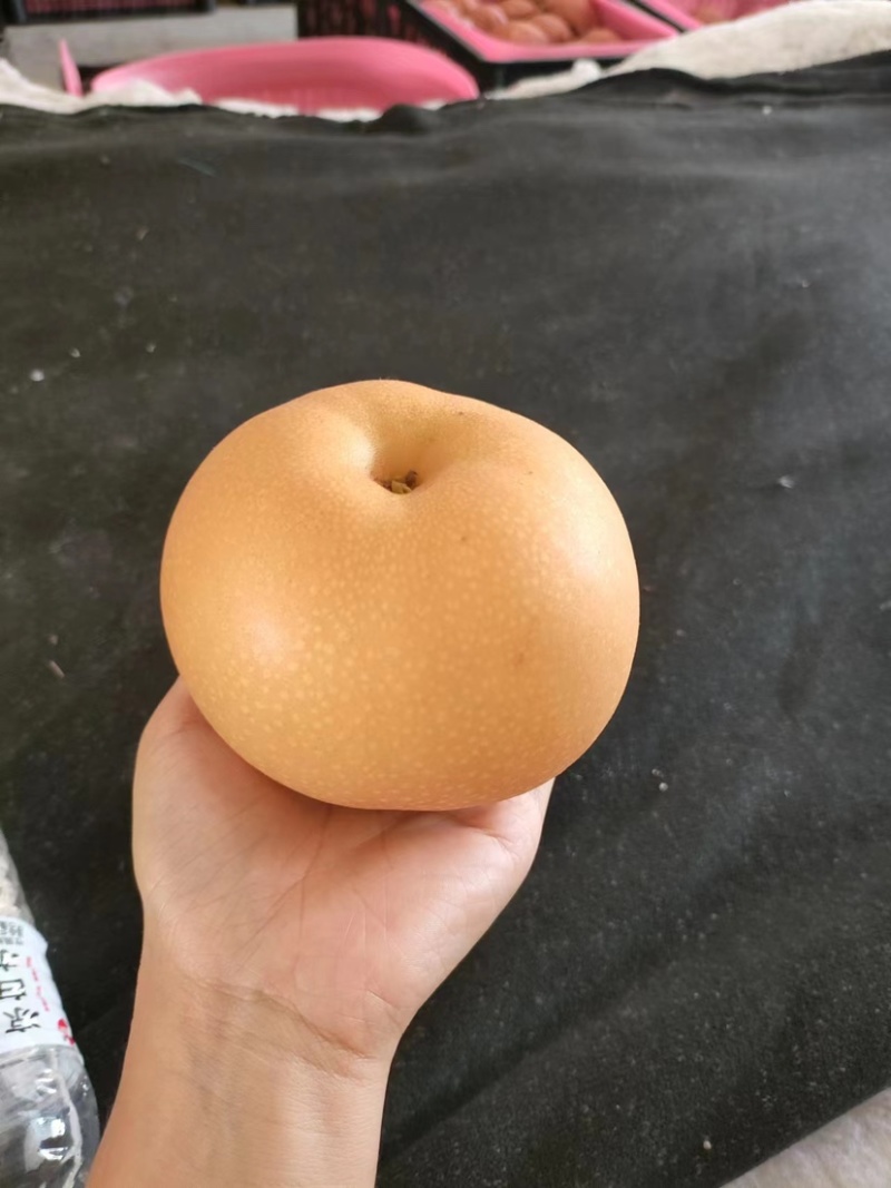 【热卖】江苏徐州秋月梨产地直发专业代办可视频看货