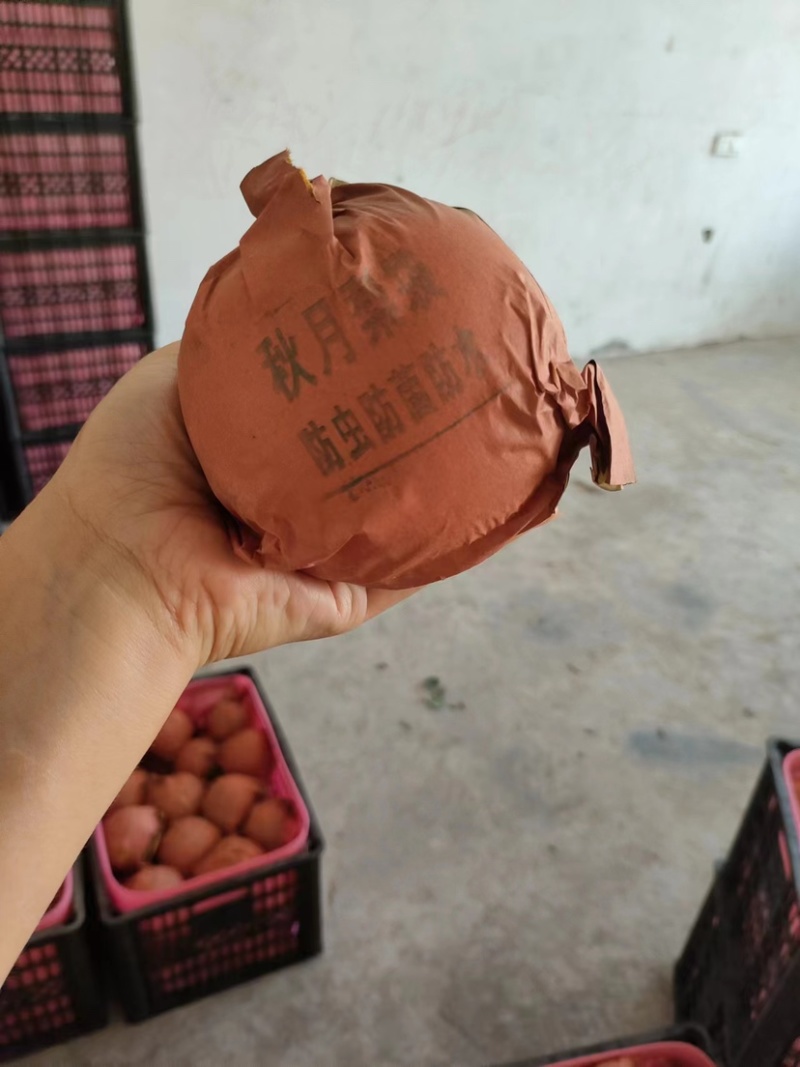 【热卖】江苏徐州秋月梨产地直发专业代办可视频看货