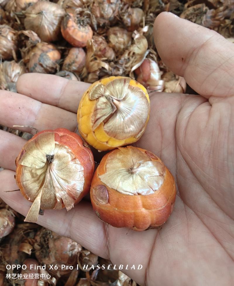 剑兰种球国产进口多年生花卉菖兰花球唐菖蒲花种球四季