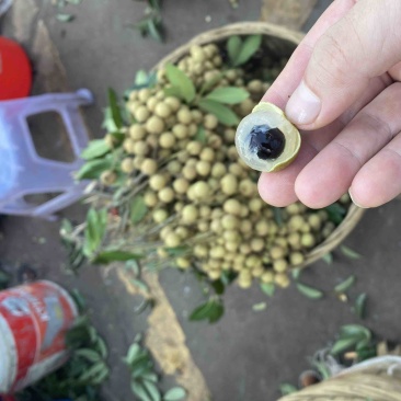 桂圆