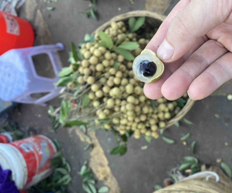 桂圆