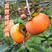 山西脆柿甜柿大量上市新鲜采摘可视频看货