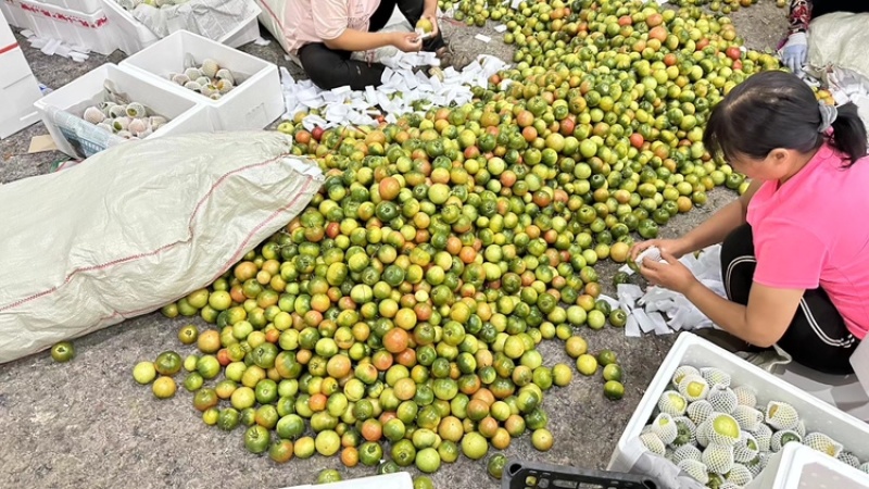 盘锦碱地柿子