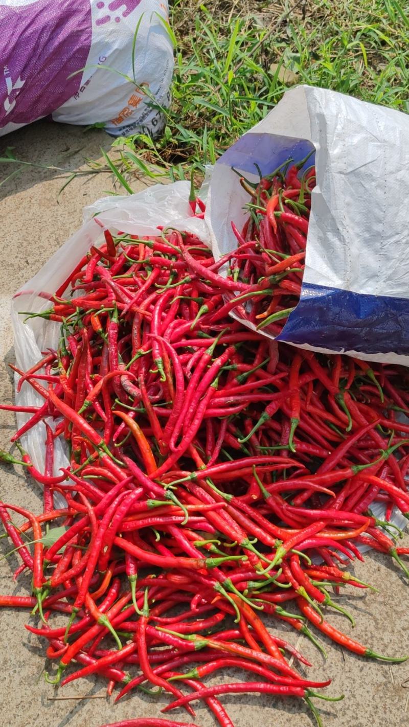 二荆条红辣椒3号红辣椒红菜椒