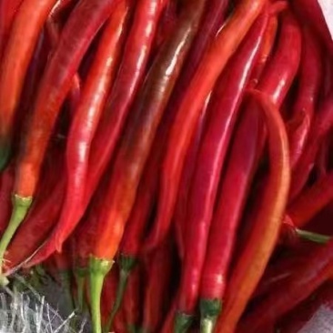 二荆条红辣椒3号红辣椒红菜椒
