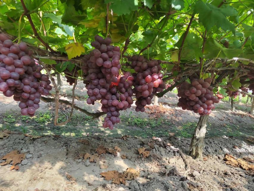 展示甘肃某红提种植基地的实地场景,整齐的葡萄架下果实累累 甘肃红提种植基地实景图