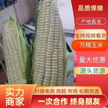 热销白糯玉米！万糯！美玉27！美玉18！日供20万斤！
