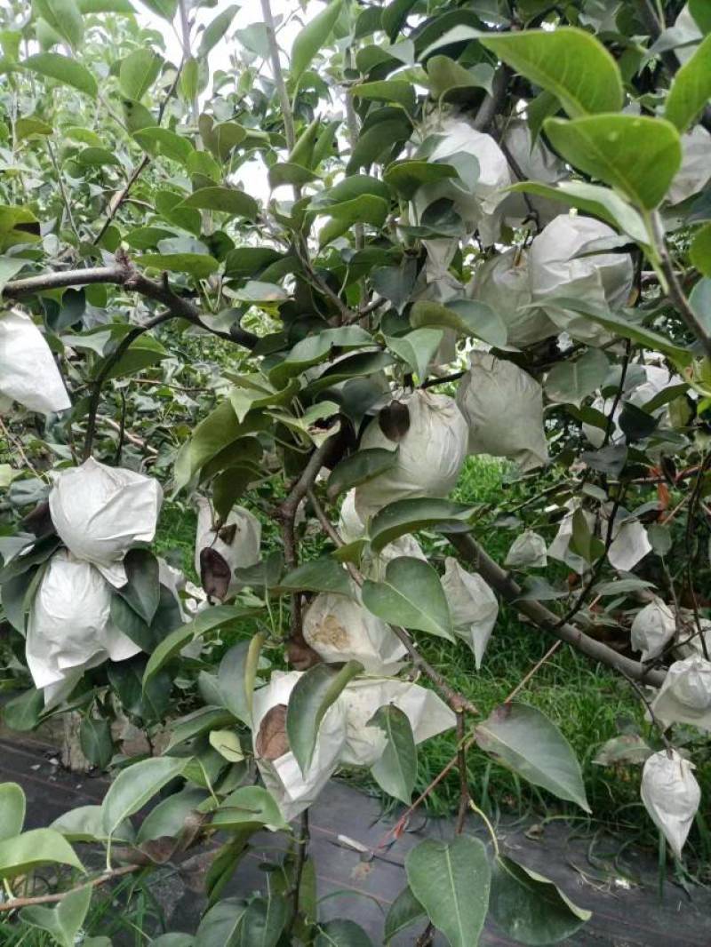 【牛商优选】山东精品丰水梨脆甜多汁大量供应对接电商商超