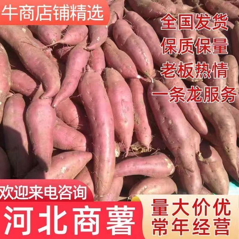 （推荐）河北邯郸临漳商薯19、西瓜红大量上市欢迎选购