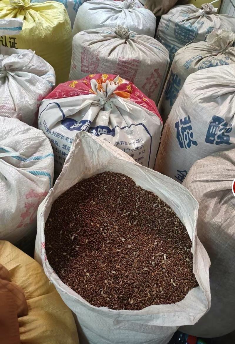 血麦秦麦一号无糖麦