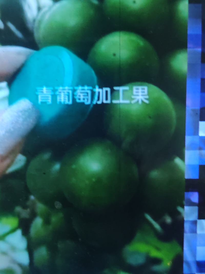 罐头厂无籽巨峰葡萄大量供应