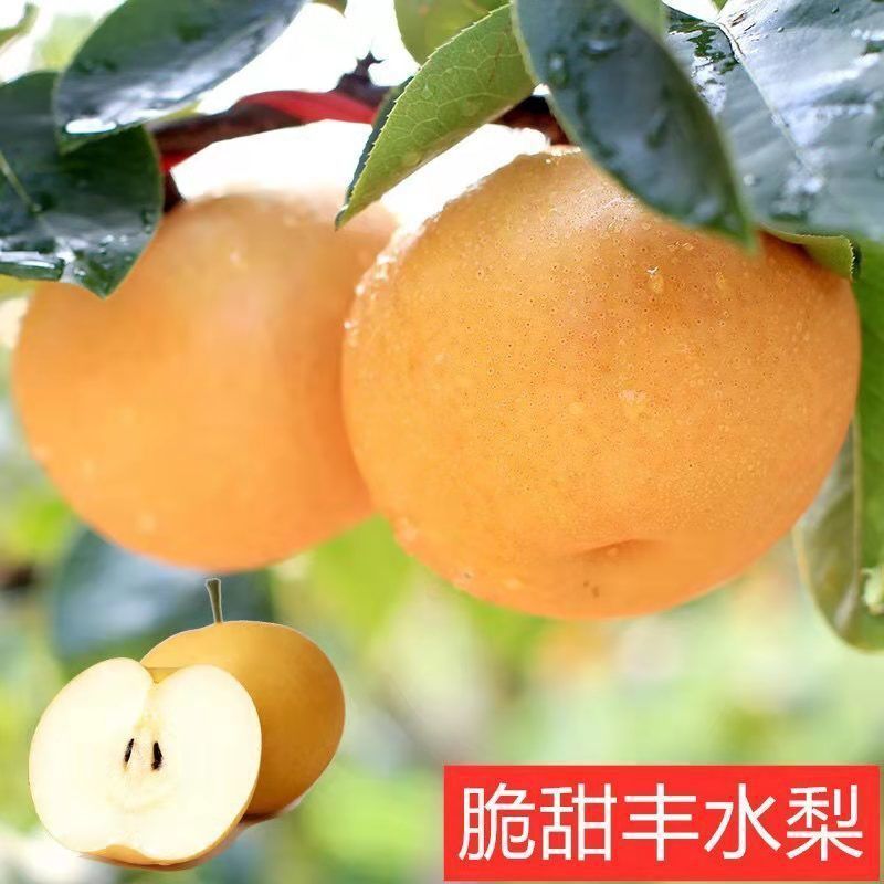 【牛商优选】山东精品丰水梨脆甜多汁大量供应对接电商商超