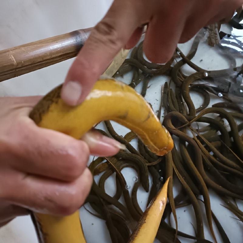 江苏产地黄鳝，天然黄鳝。质量好。，，，，，，