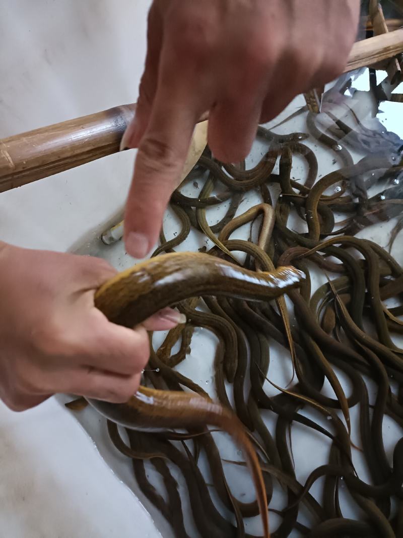 江苏产地黄鳝，天然黄鳝。质量好。，，，，，，