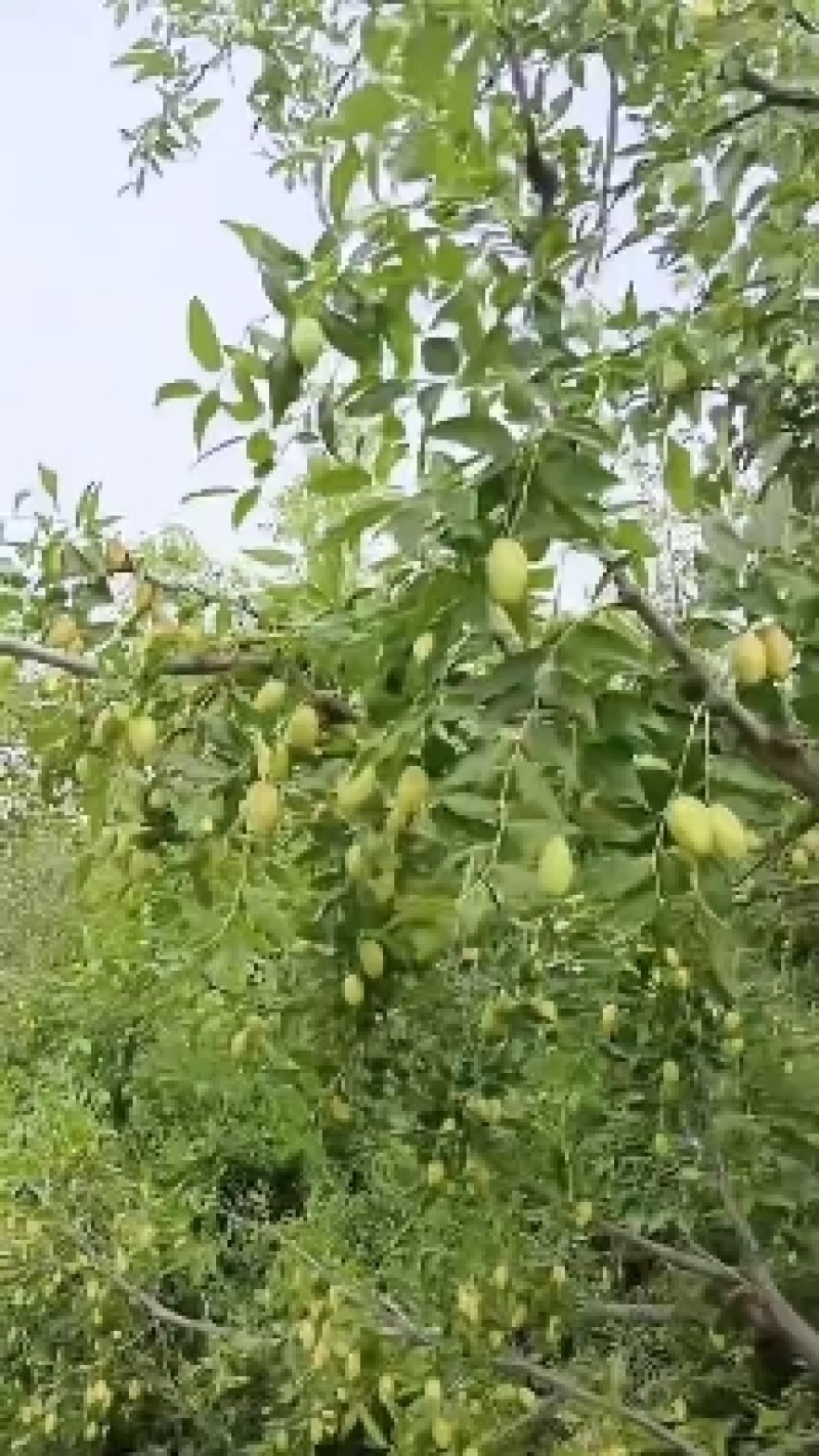 山地马牙枣大量上市了