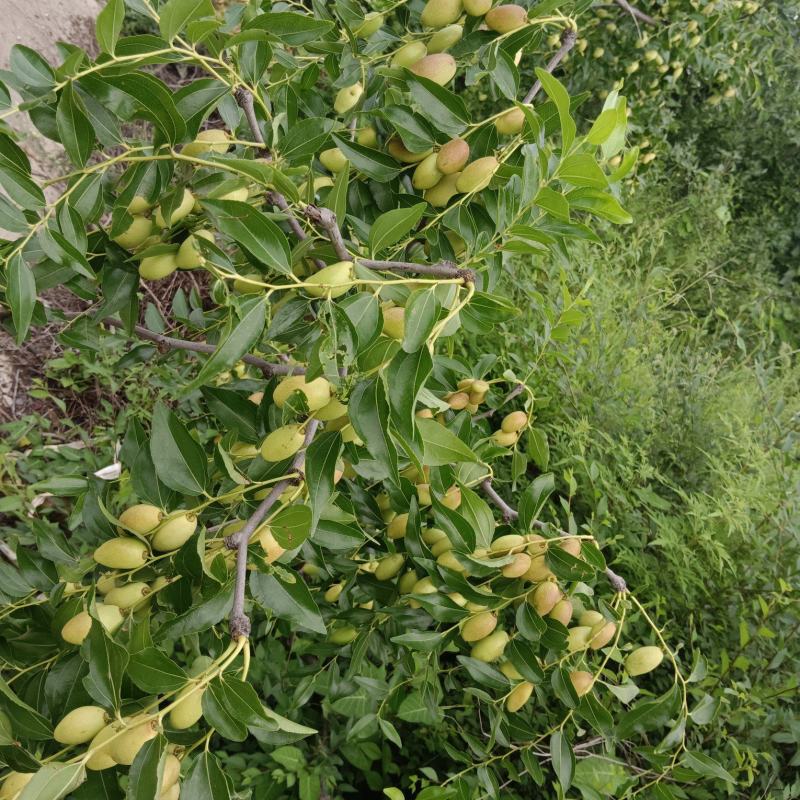 山地马牙枣大量上市了