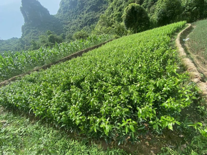 沃柑苗