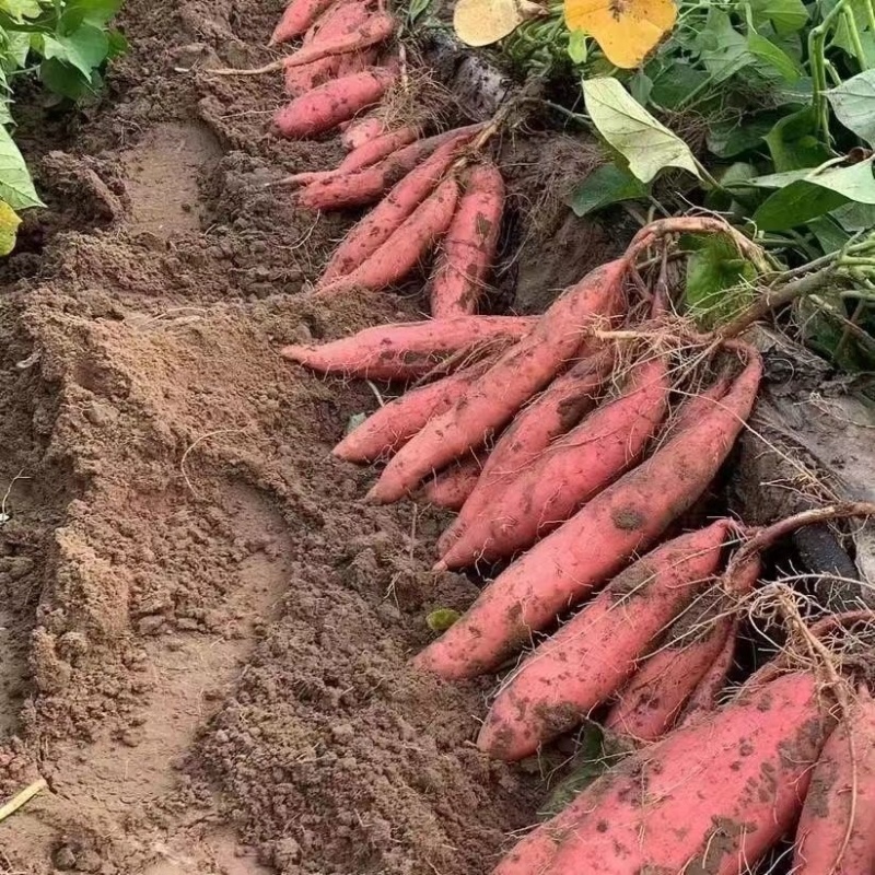 【推荐】河北邯郸红薯西瓜红红薯基地直发品种齐全欢迎咨询