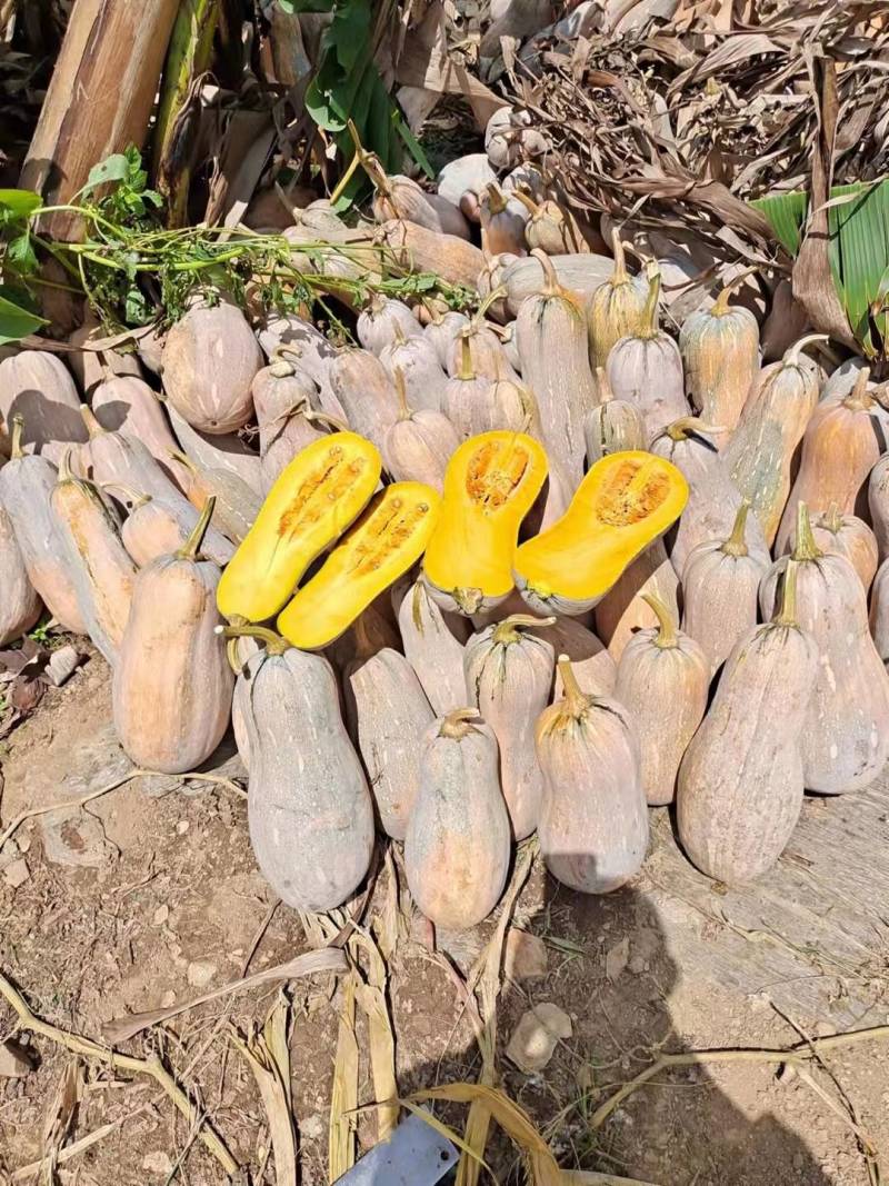 蜜本南瓜口感甜，个头犬，基地直发无中间商。