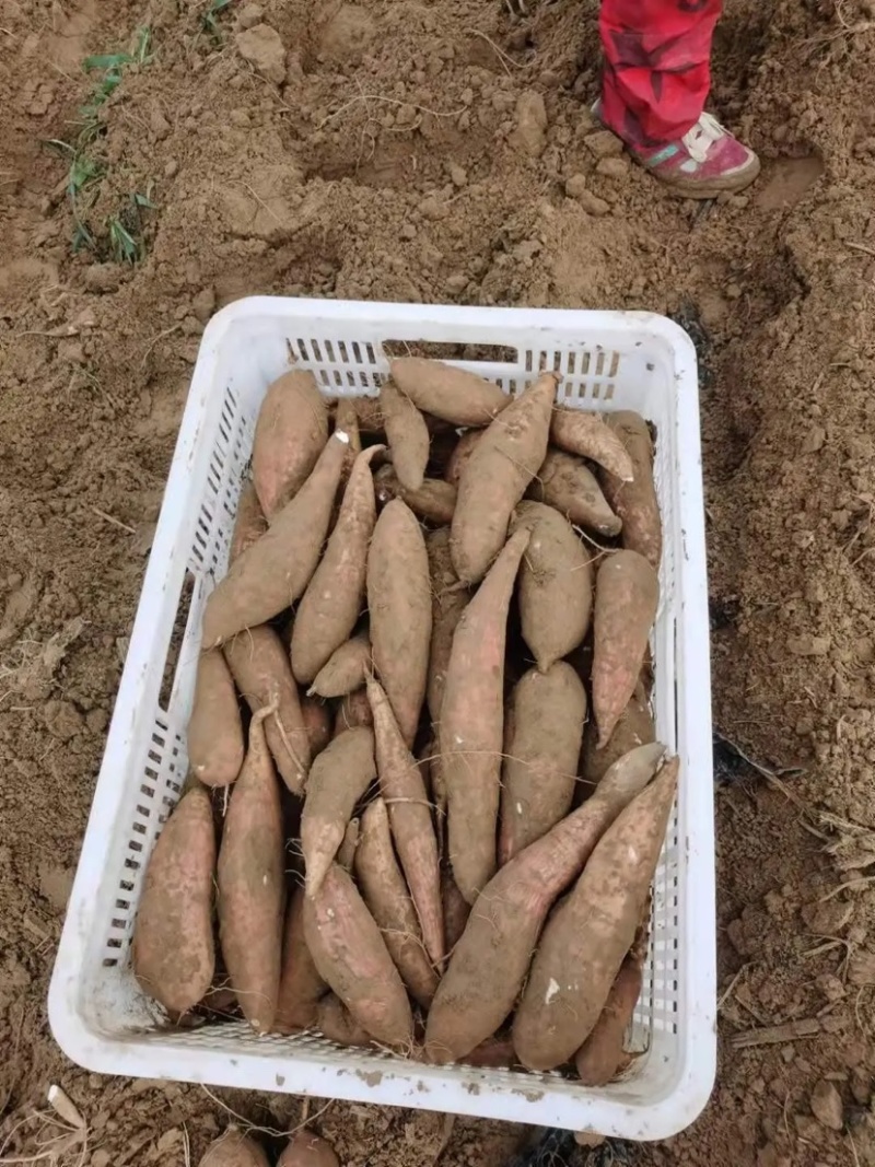 【大量上市】河北哈密红薯河北白红薯纯甜无丝一手货源欢迎咨询