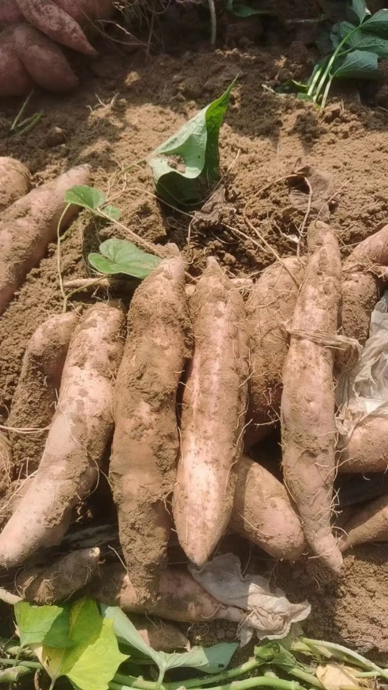 【大量上市】河北哈密红薯河北白红薯纯甜无丝一手货源欢迎咨询