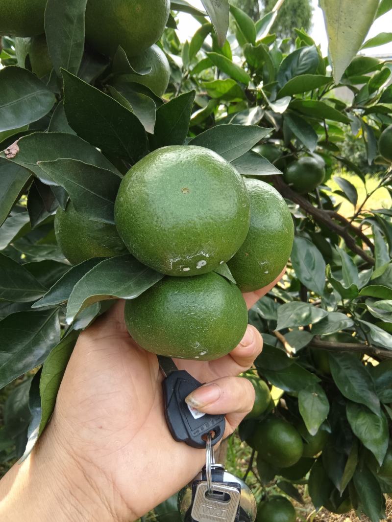 高山蜜橘（早经）
