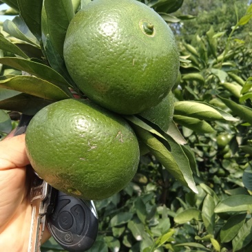 高山蜜橘（早经）