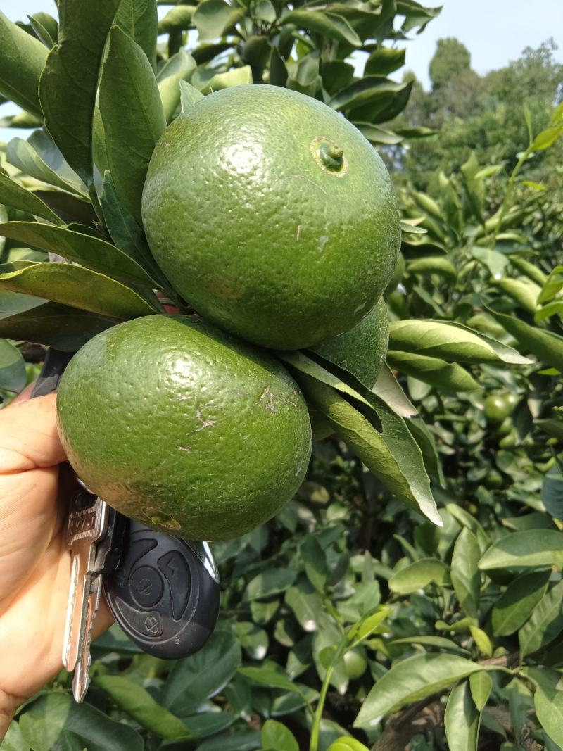 高山蜜橘（早经）