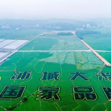 福建粮仓，浦城大米