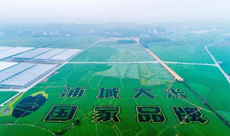 福建粮仓，浦城大米