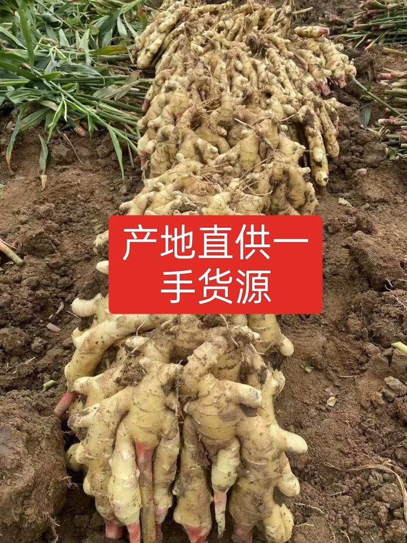 推荐山东精品鲜姜大量上市中产地一手货源保质保量