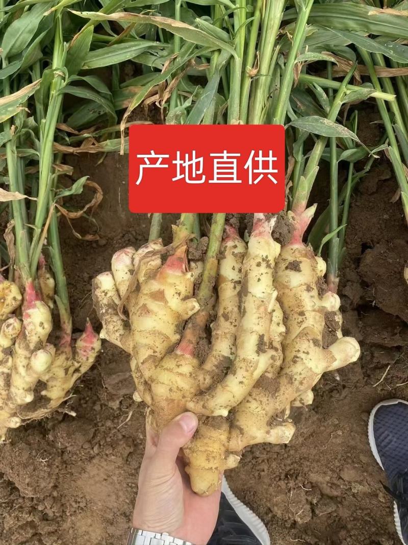 推荐山东精品鲜姜大量上市中产地一手货源保质保量