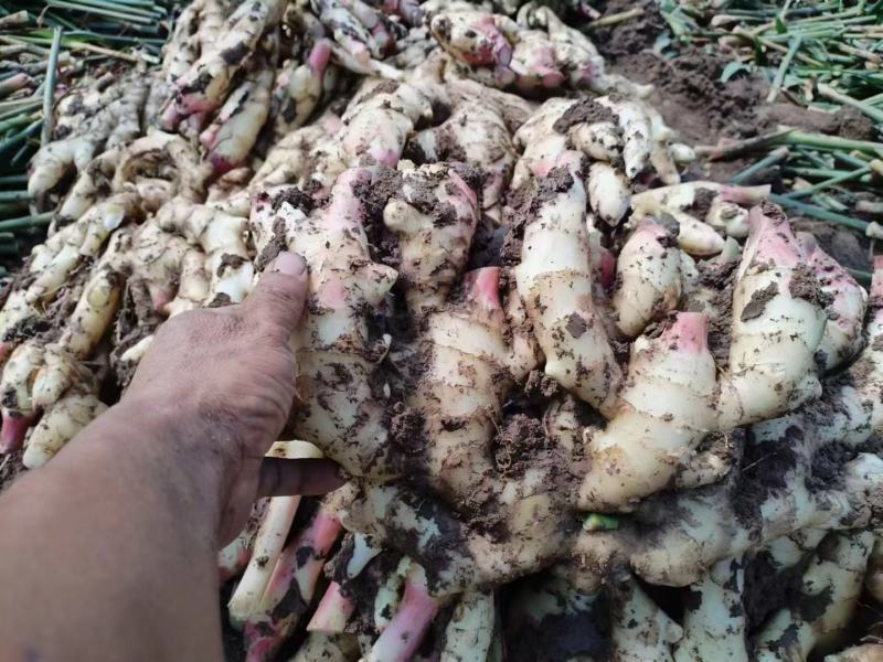 推荐山东精品鲜姜大量上市中产地一手货源保质保量
