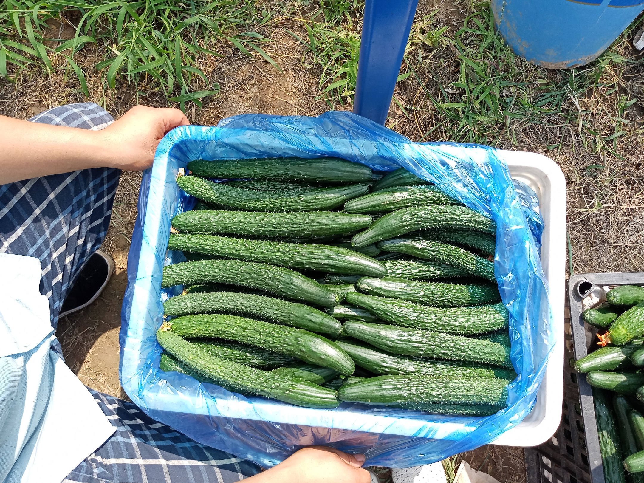 一位中年男性正在超市蔬菜区挑选新鲜西红柿和黄瓜，手拿购物篮，神情专注