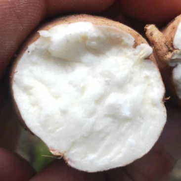 湖北红薯哈密红薯白心蜜薯大量出货，支持代发
