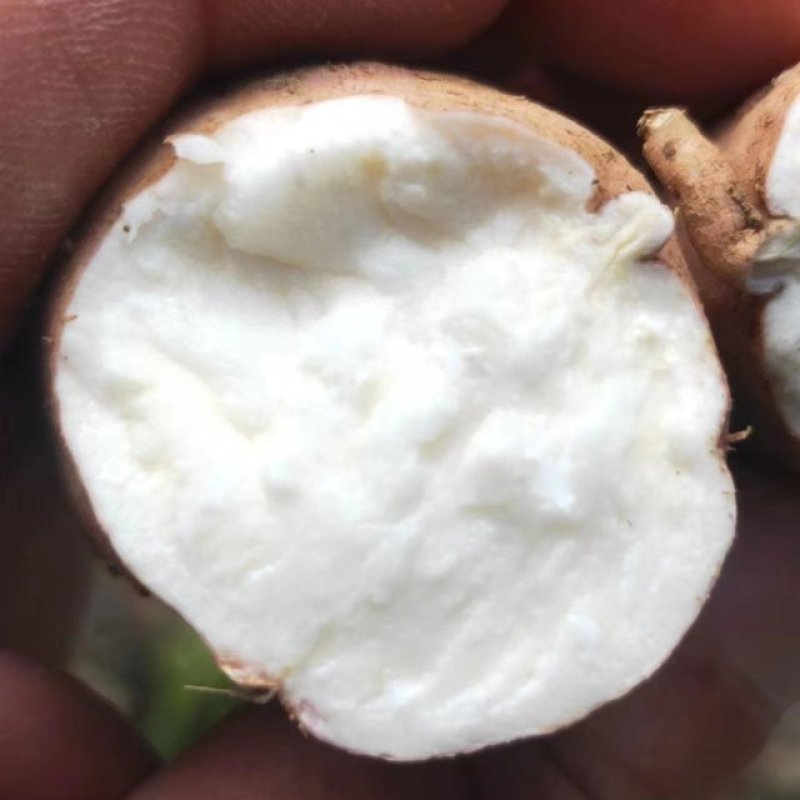 湖北红薯哈密红薯白心蜜薯大量出货，支持代发