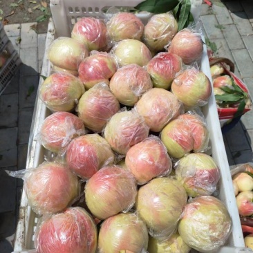 陕西摸袋阿福白大量有货