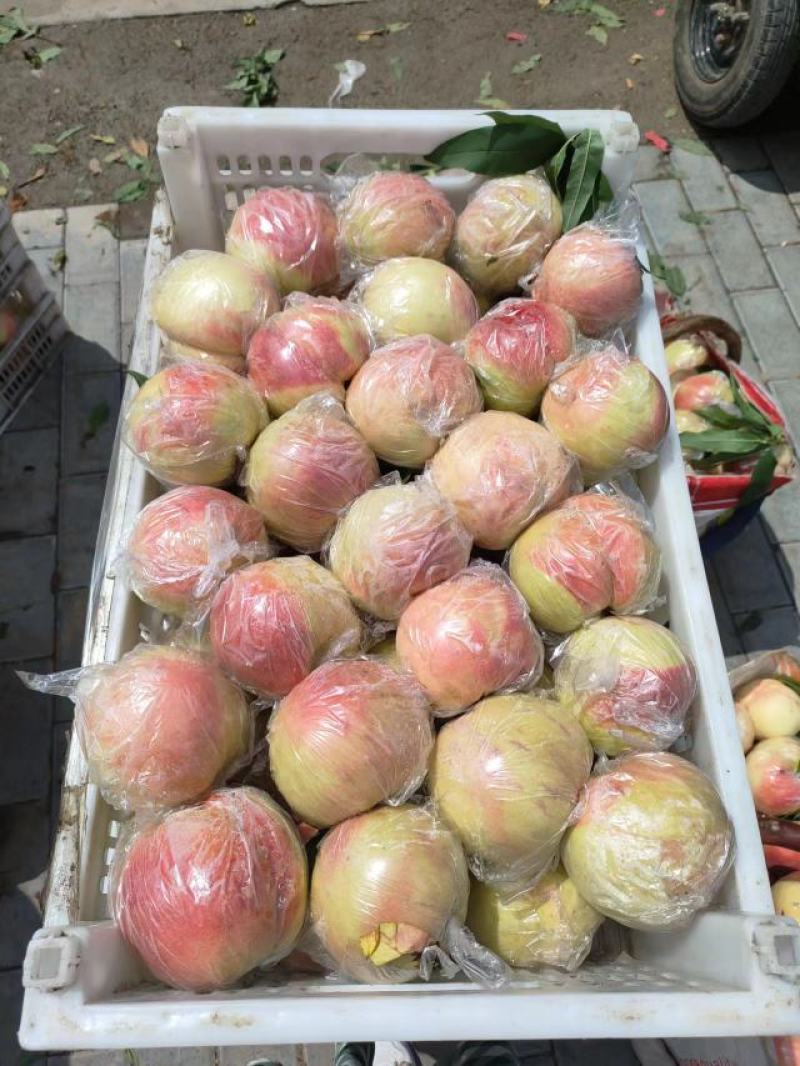陕西摸袋阿福白大量有货