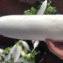 云南高山脆甜白罗卜，中厚皮